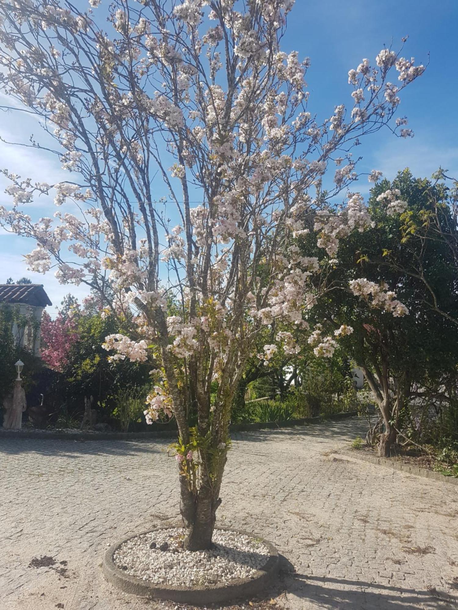 Cantinho Das Barrocas 페날바도카스텔로 외부 사진