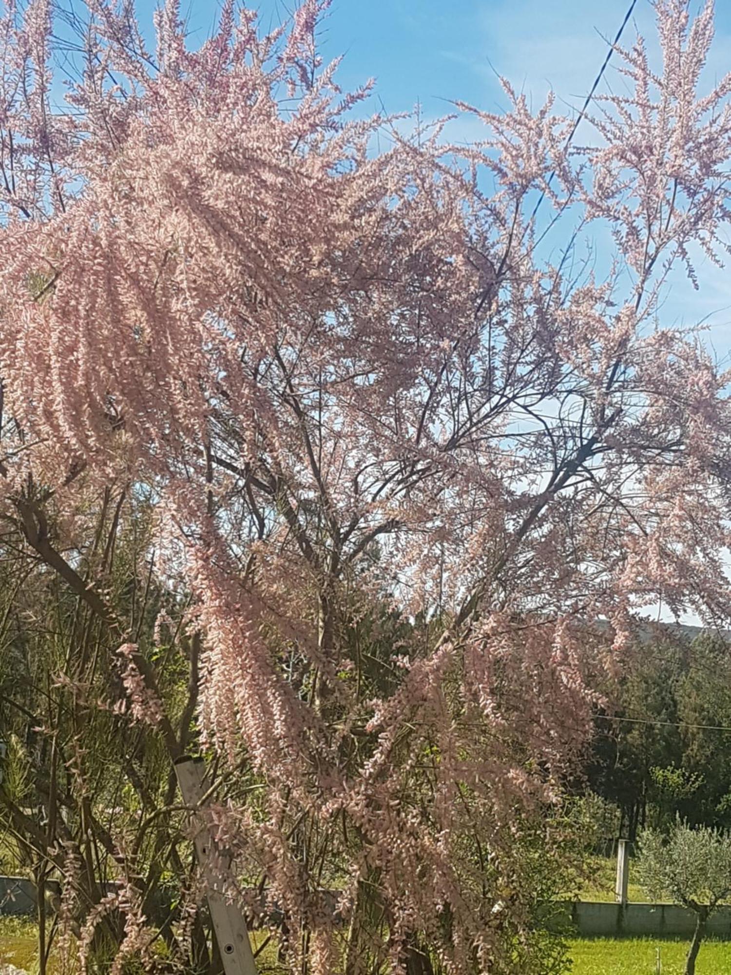 Cantinho Das Barrocas 페날바도카스텔로 외부 사진